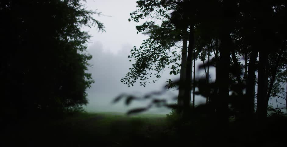 Heavy fog obscures some trees in a forest