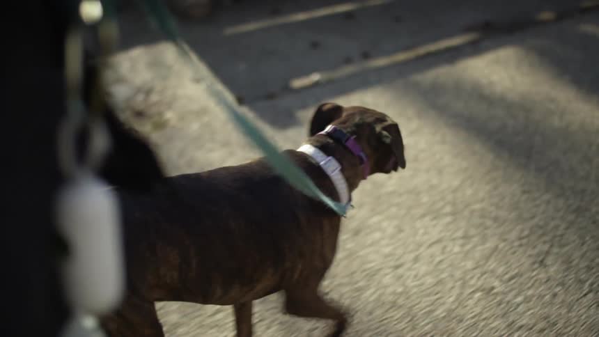 A person walking their dog on a sidewalk