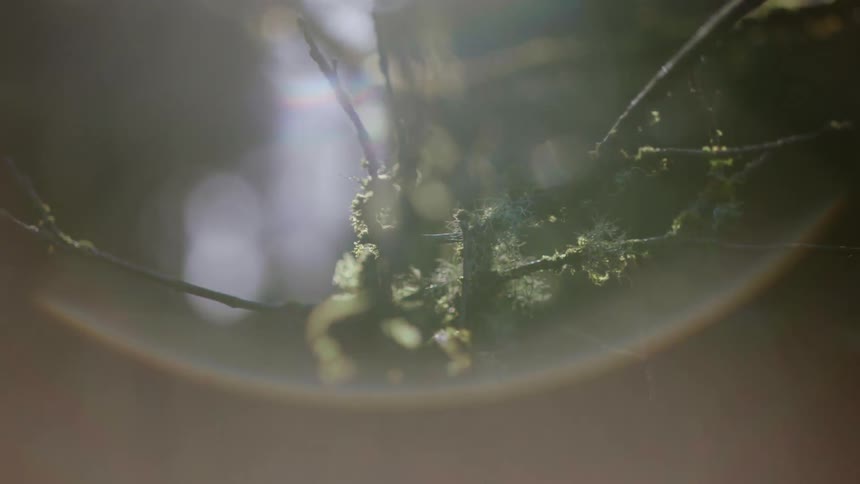 A tree branch with moss with sunlight and glare