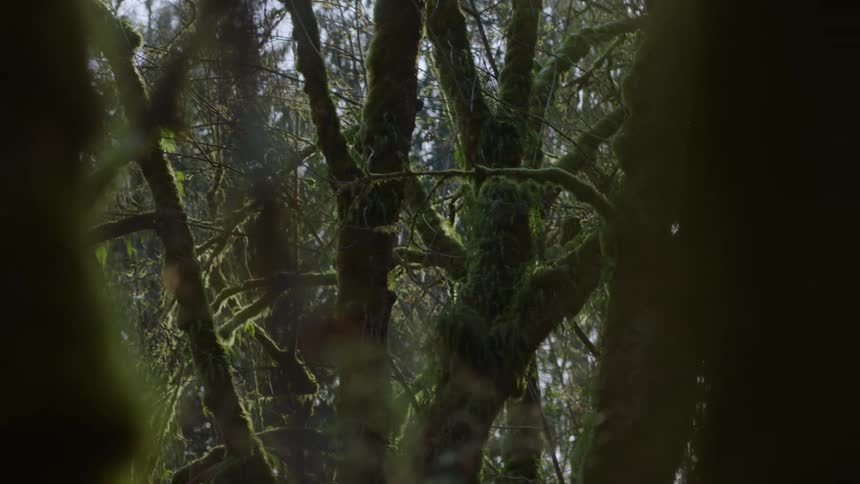 Moss covered trees in a forest during the day