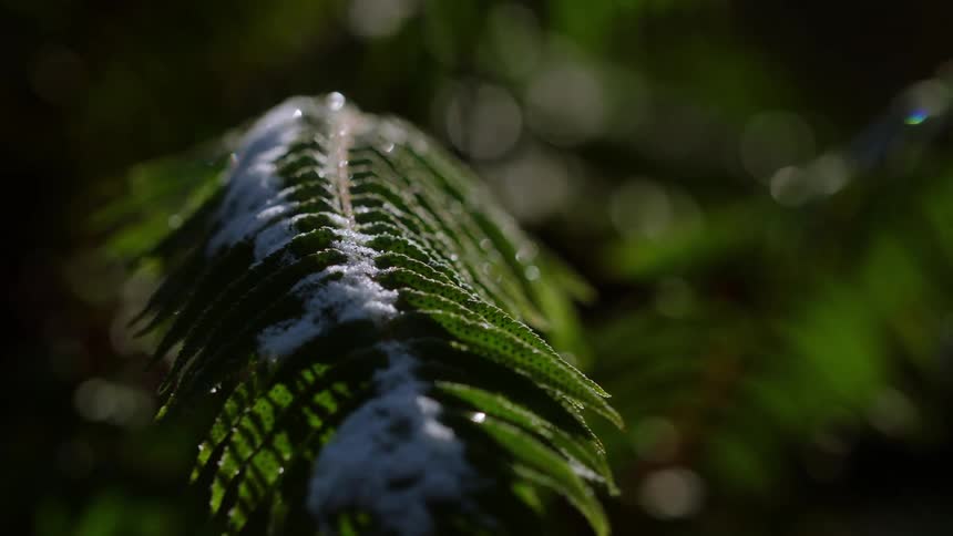 A plant with leaves covered in snow with light and shadow