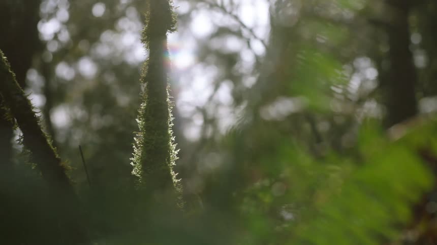 Close up of leaves on trees in a forest