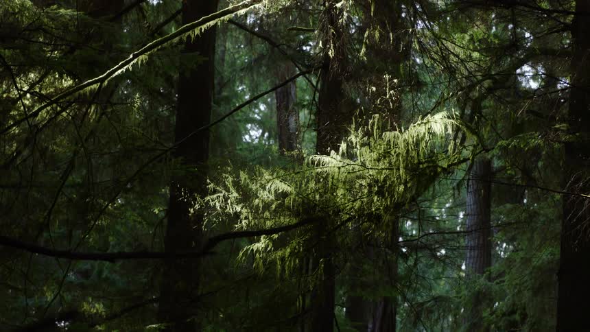 A forest with many green trees
