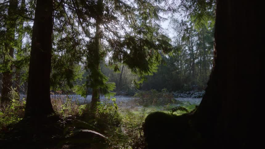 A forested area is filled with numerous tall trees and the ground below is covered in dense vegetation