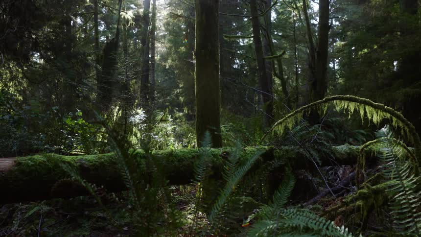 A forest with plants and trees with the sky and sunlight in the background