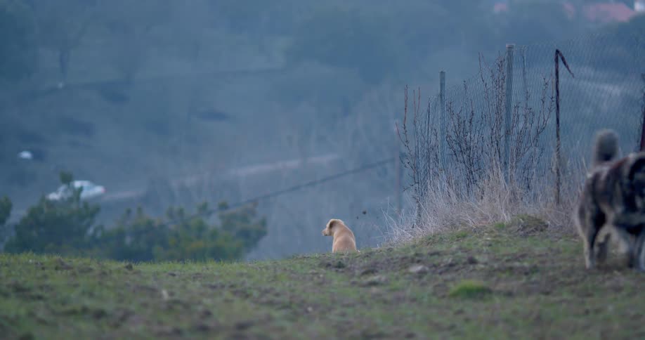 Two dogs in a rural grassy field