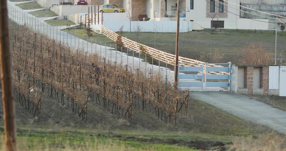 A person working on a vineyard with a fence and buildings in the background