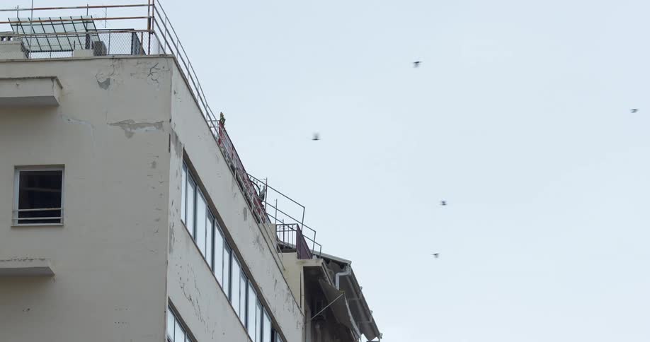 Birds flying off the roof of a shabby apartment