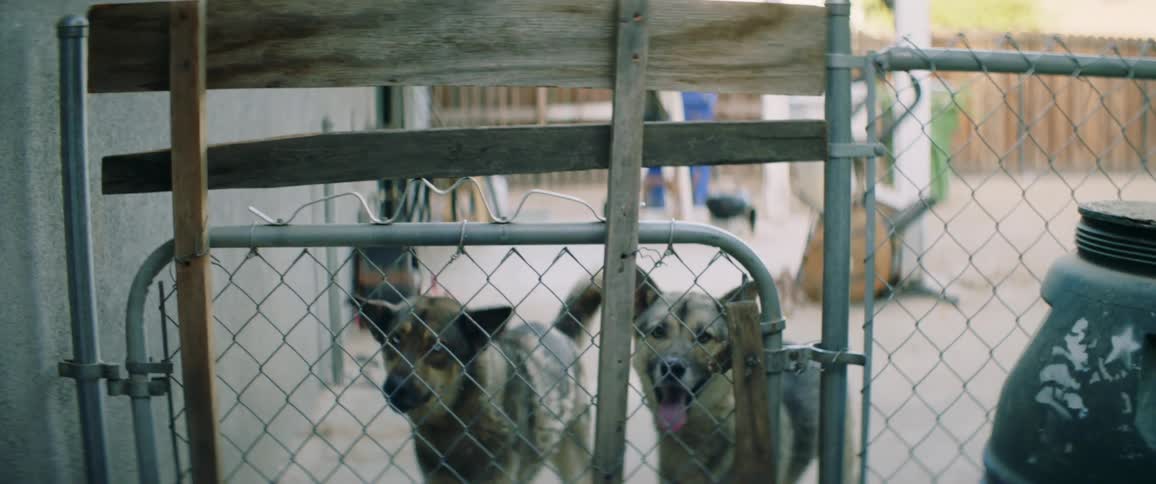 Dogs in backyard looking over gate wagging their tales with excitement
