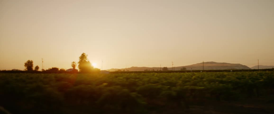 Rows of crops on farmland in the evening