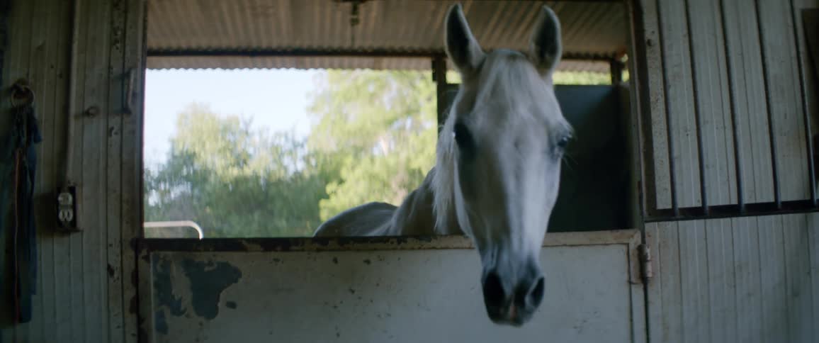 A white horse is standing at the doorway of its stall and looking around during the day