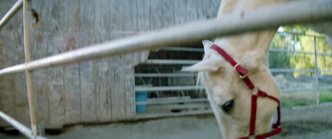 A horse is eating grass at a farm