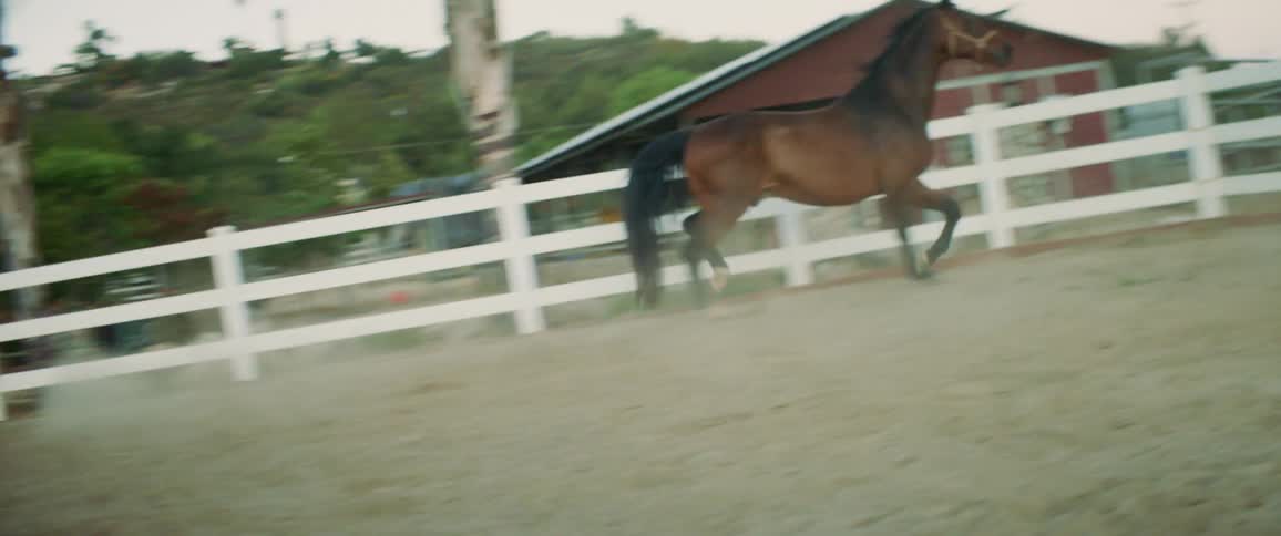 A horse is running around outdoors in spring