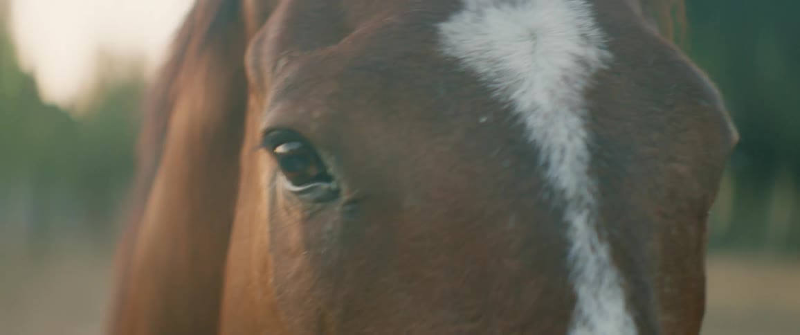 Man wearing plaid shirt strokes horses head