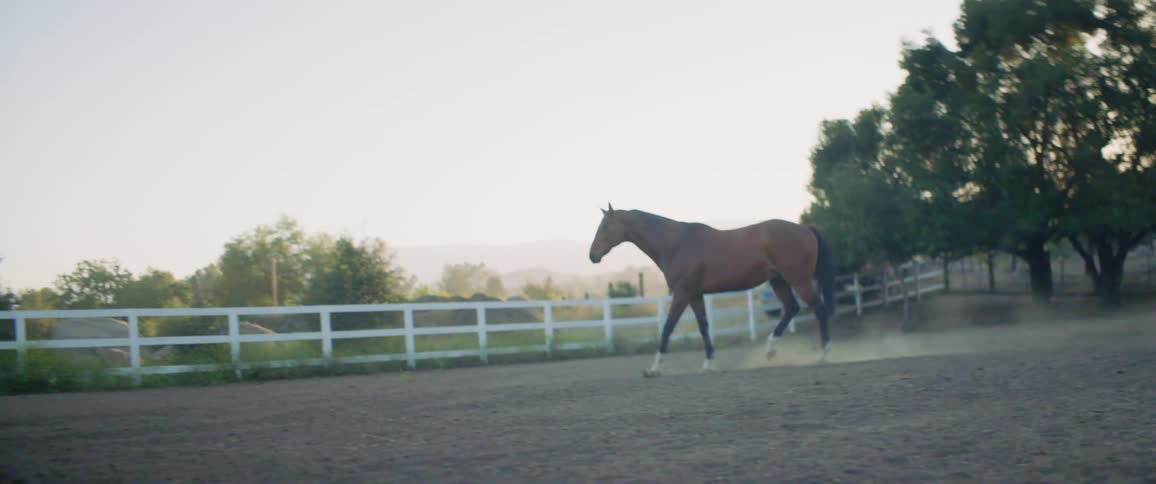 A horse runs around a field on a farm in the evening