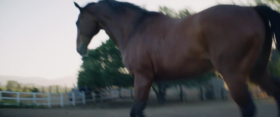 A horse is running around on a farm