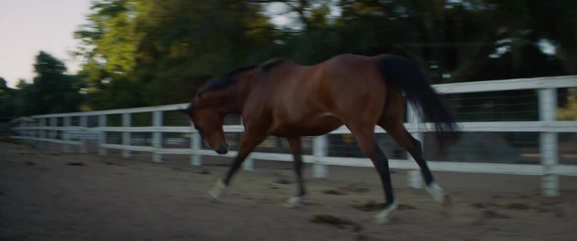 A horse runs around a corral to get away from a man twirling a rope above his head while chasing it