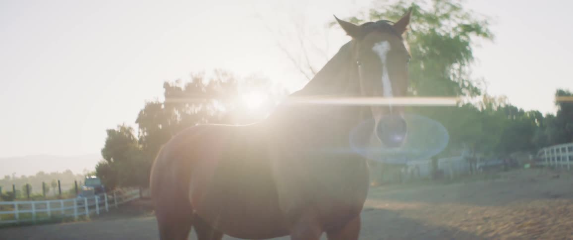 A horse in a pasture on a farm