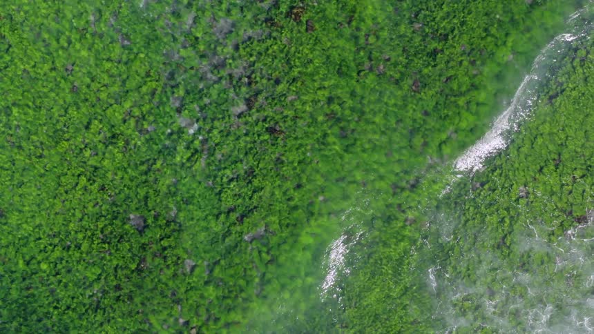 A body of water with waves with algae at the bottom