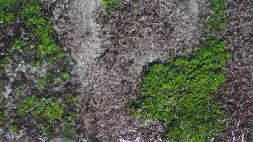 Aerial view of plants in a lake is displayed