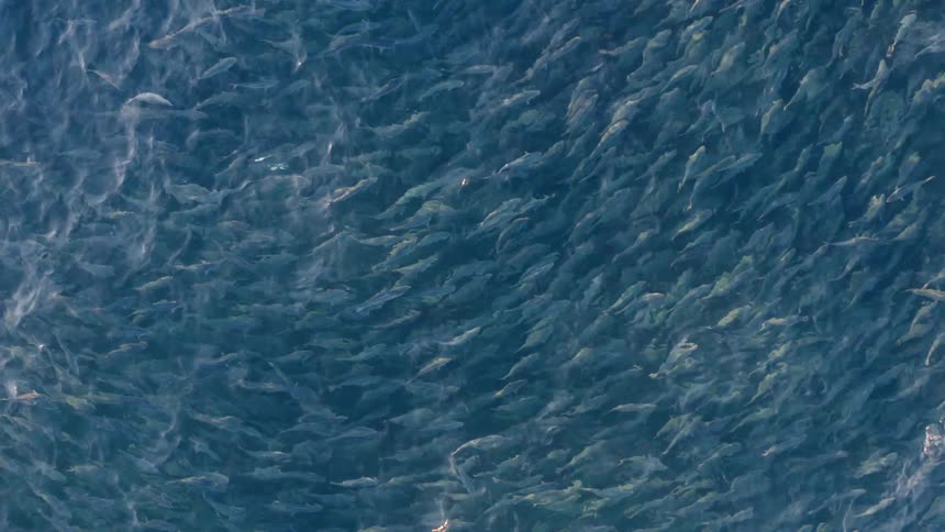 Fish are swimming in an ocean
