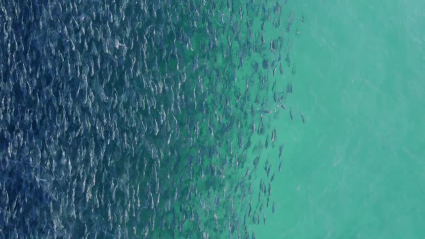 Large group of fish swim in the ocean
