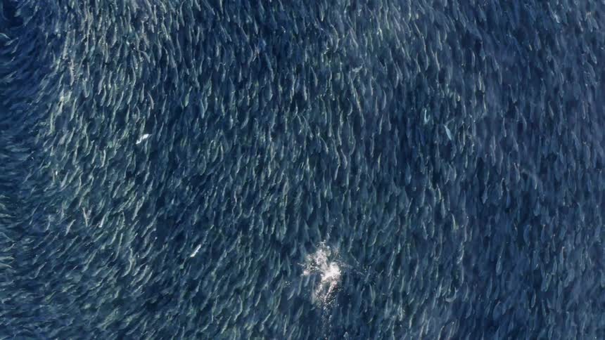 Massive school of fish swimming in circle in ocean