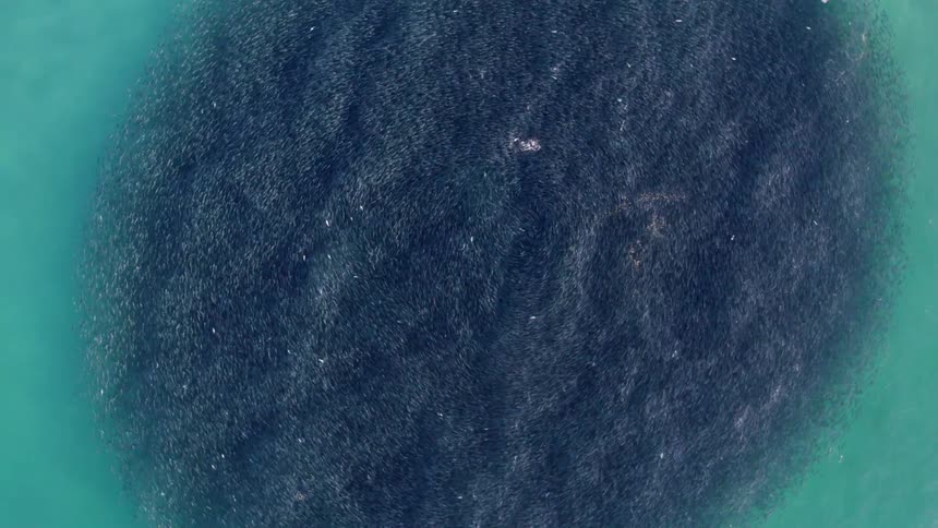 Dozens of dolphins jump and leap in the ocean and create waves that form patterns