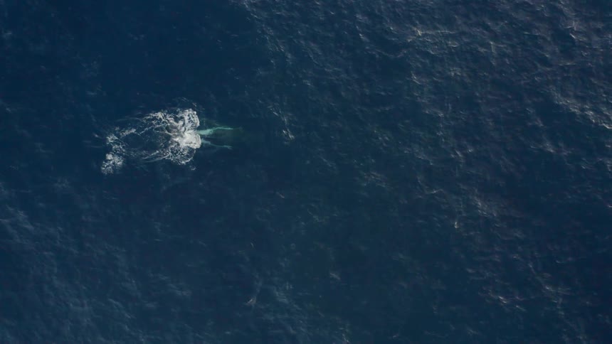 A whale is swimming in the ocean water
