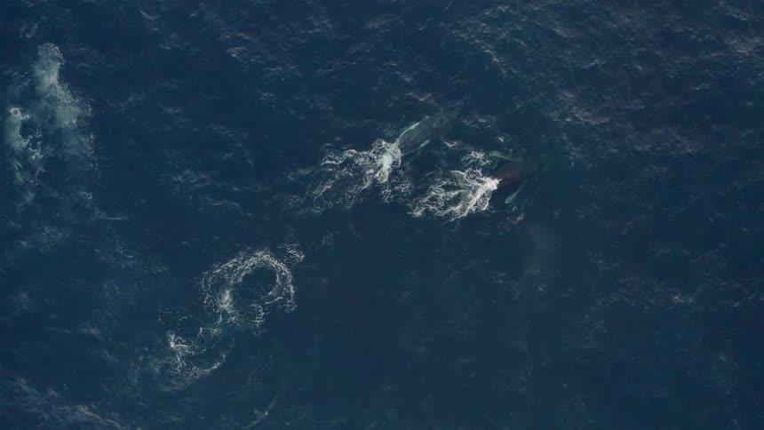 Whales are swimming in the ocean