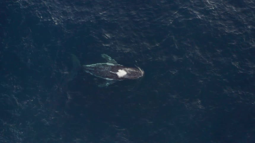 A whale is swimming in the ocean