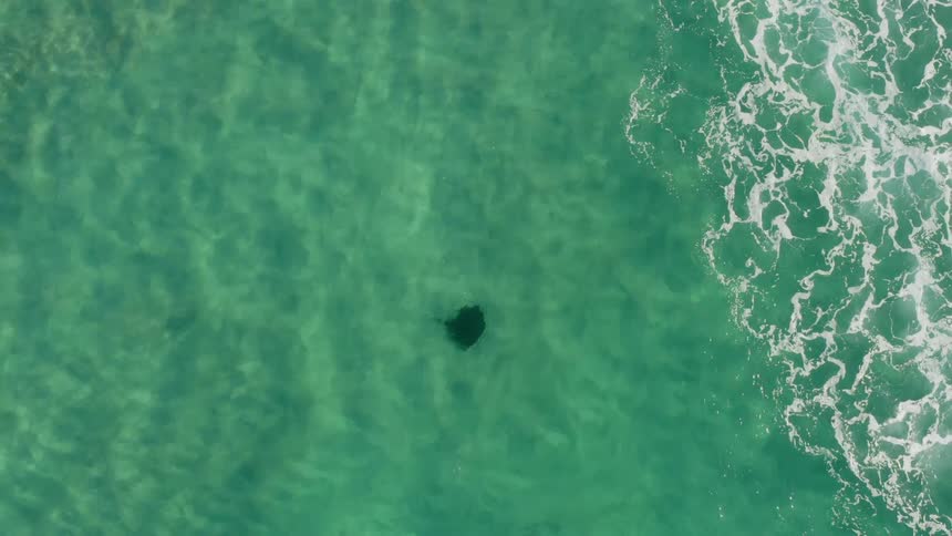Aerial view of a stingray swimming in the ocean
