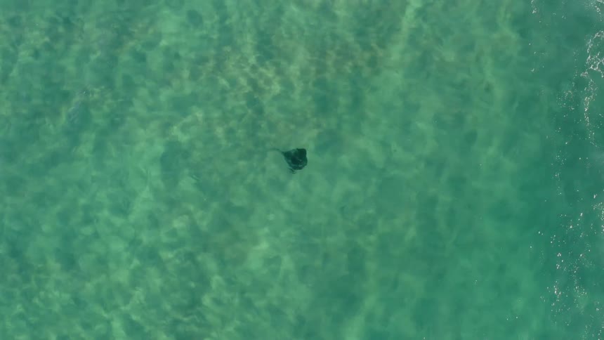 A stingray is swimming in the ocean