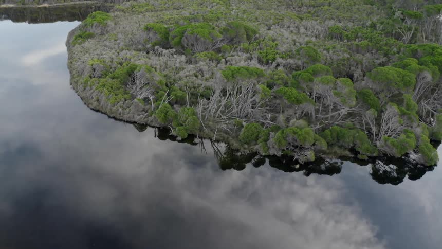 Aerial view of a forest next to a lake is displayed