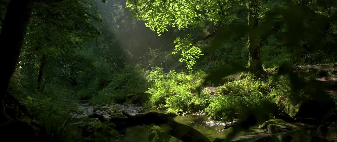 People riding bicycles on trail in forest next to small stream