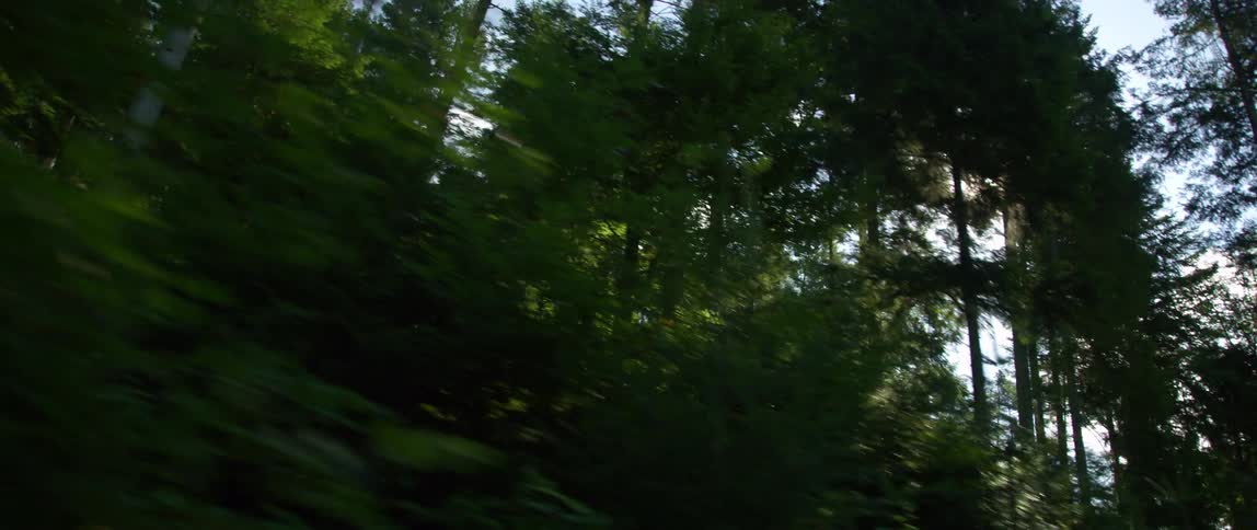 Trees in a forest is displayed in spring