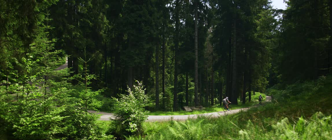 Three bicyclists riding on a forest road on a summer day
