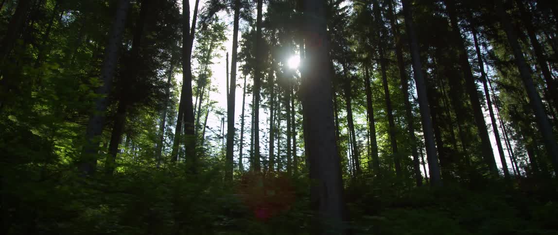 Sunlight shining through tall trees in a forest on a summer day