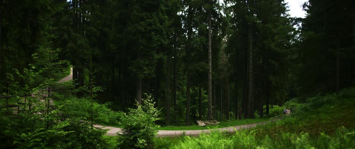 A group of people ride bicycle on a rural pathway surrounded by trees