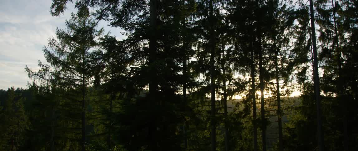 The sun is setting in the horizon of a forest