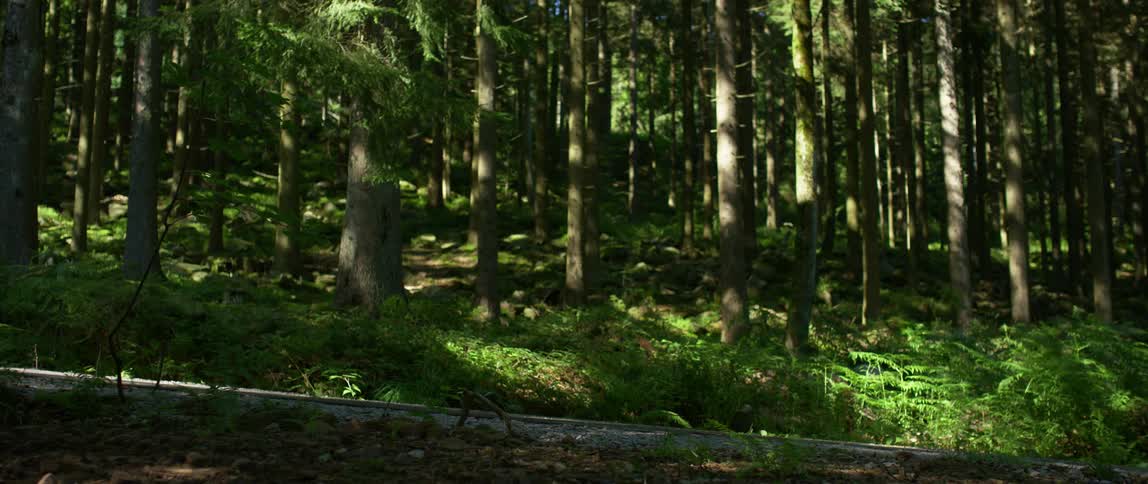 Cyclist rides down a road through a woodland during the day