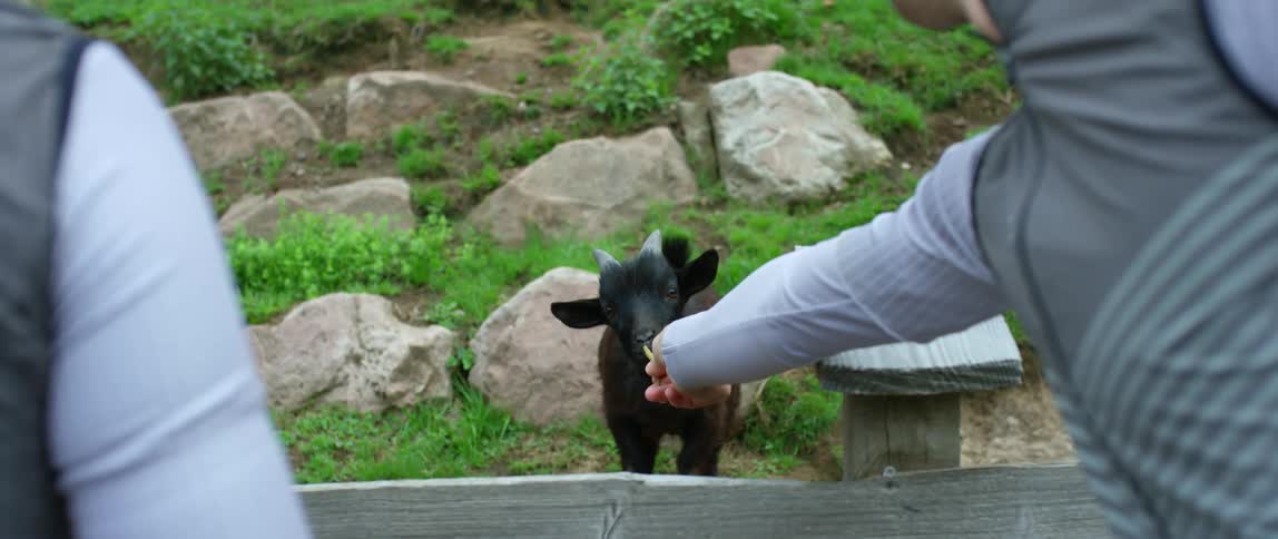 A pair of people reach over a wooden fence to feed a small goat