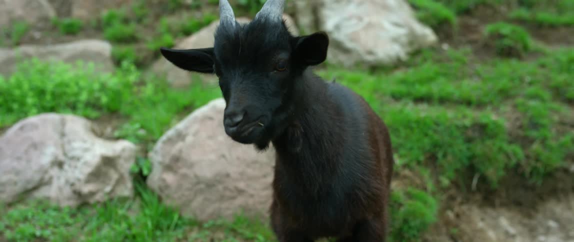 A goat is outdoors in its natural habitat