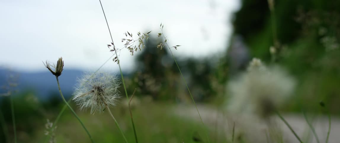 A person riding a bike on a road with dandelions in the foreground and the sky and clouds in the background