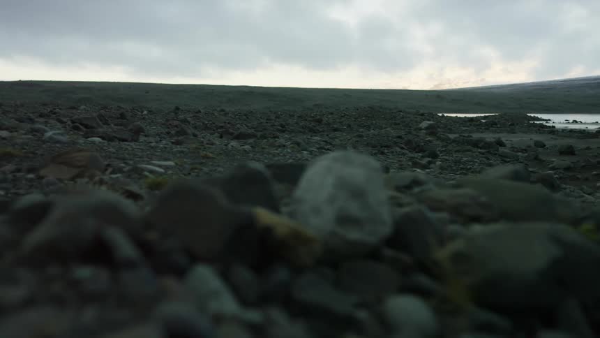 A shore with water plants and rocks with the sky and clouds in the background