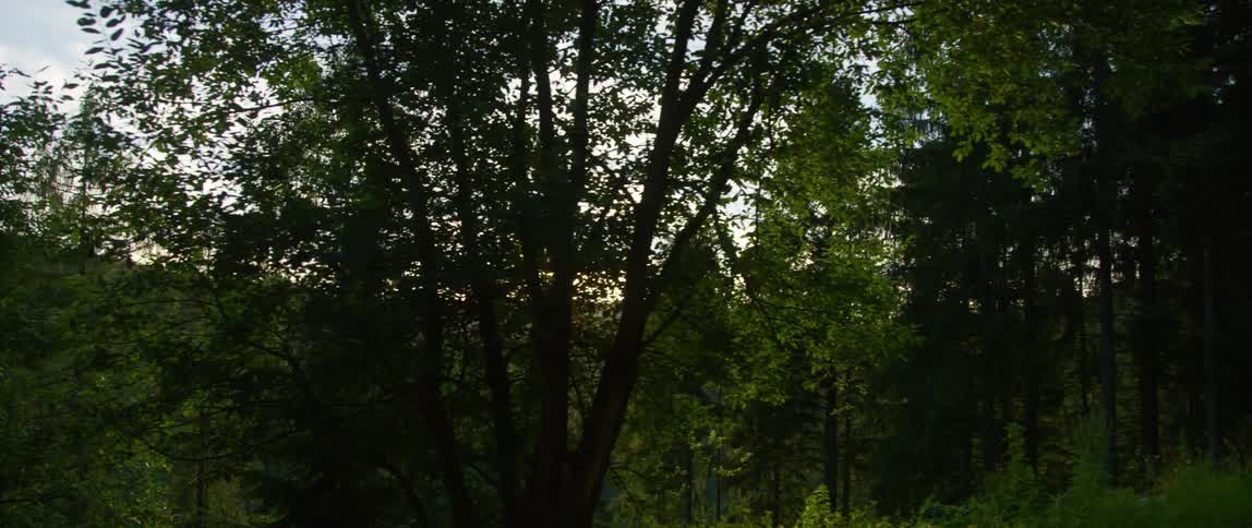 A large forest is by the hill