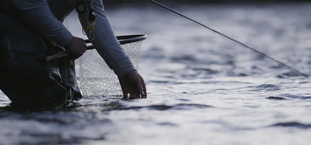 A person stands in a lake holding a fishing net and places a fish back into the water