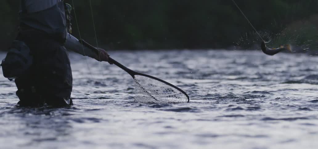 A man standing in a river catching a fish and putting it in a net