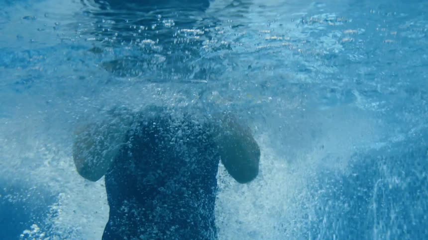 A woman jumps into a backyard swimming pool and swims up to the surface where her dog waits