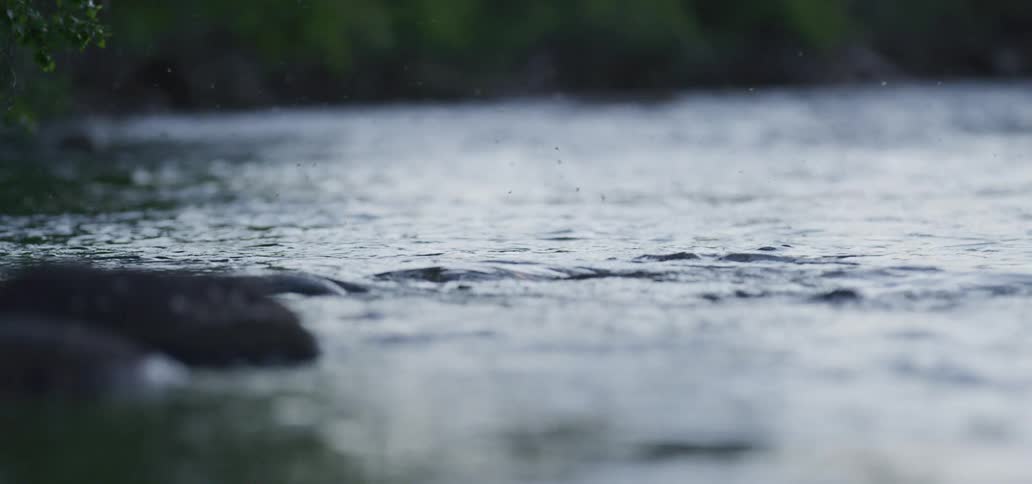 Insects flying over a flowing river in nature